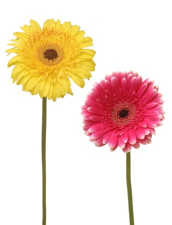 two flowers isolated on whiteの写真素材