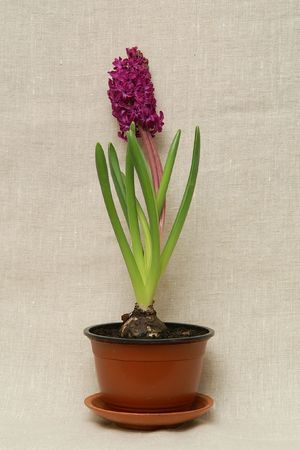 hyacinth
