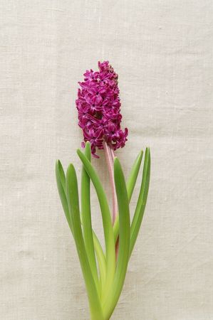 hyacinth