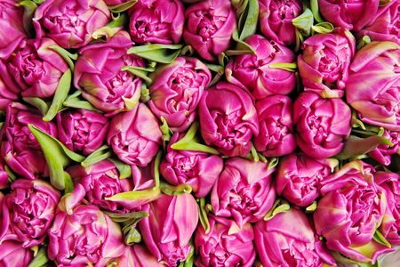beautiful pink double tulips, background,の写真素材
