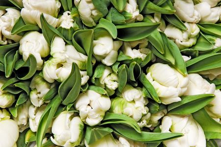 beautiful white double tulips, backgroundの写真素材