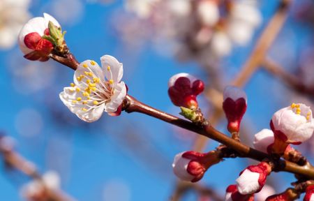 beautiful cherry tree on blue skyの写真素材