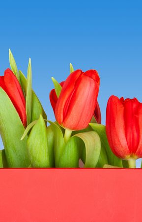 beautiful tulips on blue, redの写真素材