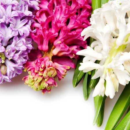three beautiful hyacinth on whiteの写真素材