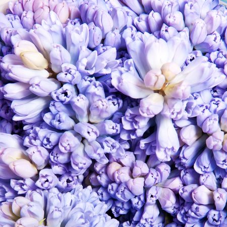 beautiful hyacinth, background texture, flowersの写真素材