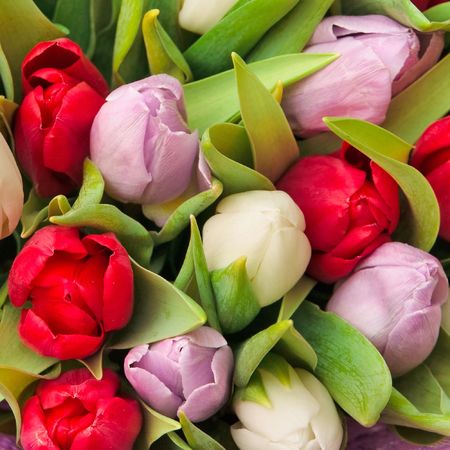 beautiful bouquet of tulips, different colorsの写真素材