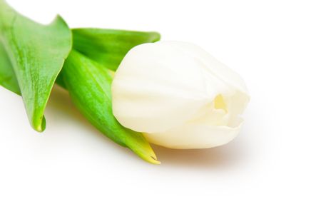 one white tulip isolated on whiteの写真素材
