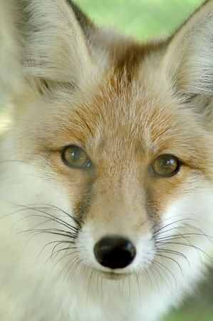 red  foxの写真素材