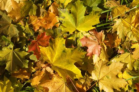 maple leaves