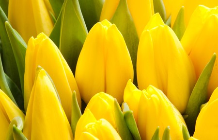 beautiful yellow tulips, big bouquetの写真素材