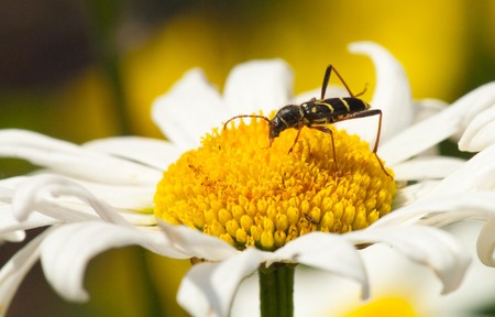 beautiful flower, white camomile, macroの写真素材