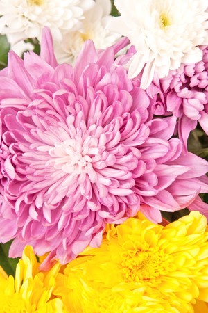 chrysanthemumの写真素材