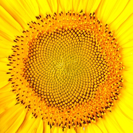 sunflowerの写真素材