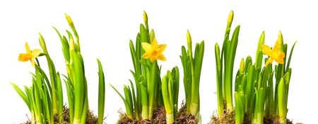 lent lily (daffodil) isolated on white 