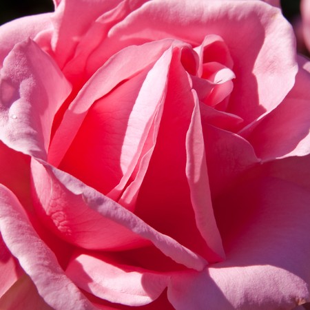 pink rose, closeupの写真素材