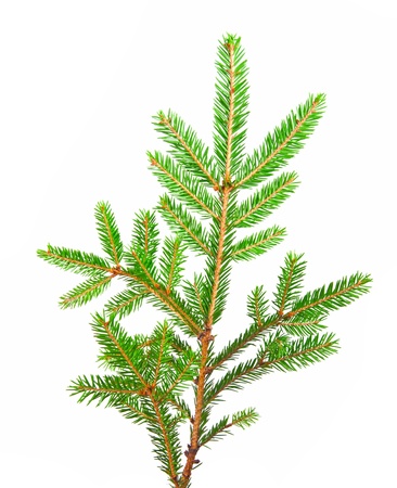 green banch of fir isolated on whiteの写真素材