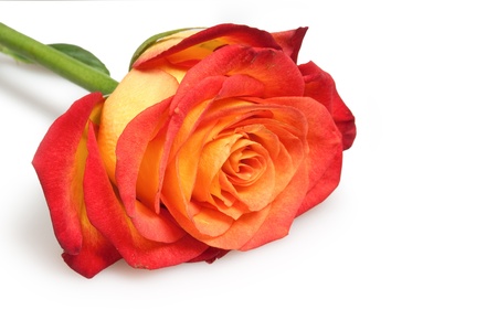 roseの写真素材