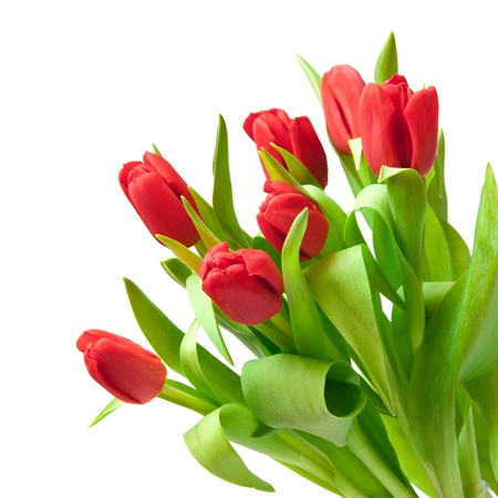 red tulips isolated on whiteの写真素材
