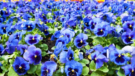 viola tricolor pansy, flowerbedの写真素材