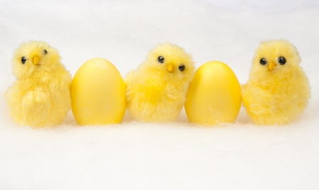 yellow chicken on whiteの写真素材