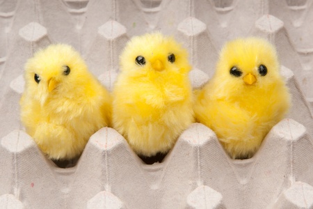 yellow chickens in boxの写真素材