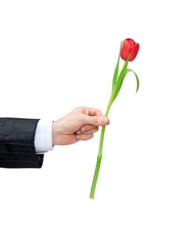 red tulip isolated on whiteの写真素材