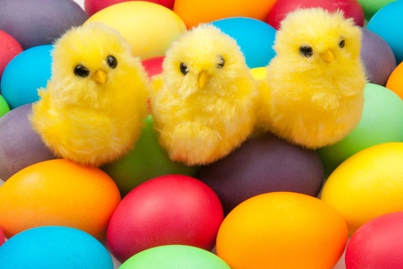 three yellow chickensの写真素材