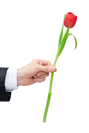 red tulip isolated on whiteの写真素材