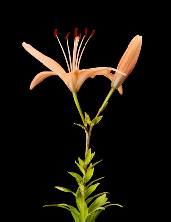 lily isolated on blackの写真素材