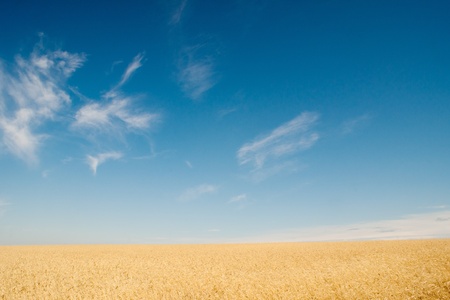 field of ryeの写真素材