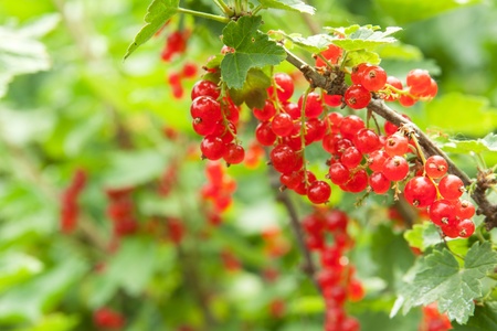 redcurrant on the bush, outdoors
