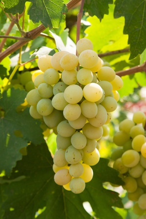 bunch of grapesの写真素材