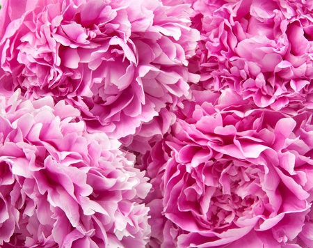 bouquet of peoniesの写真素材