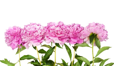peonies isolated on whiteの写真素材