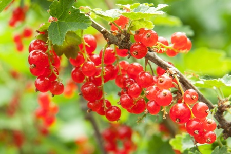 redcurrant on the bush, outdoorsの写真素材