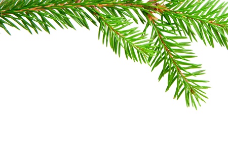 green banch of fir isolated on whiteの写真素材