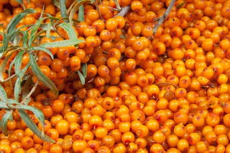 orange  sea-buckthorn with green twigの写真素材