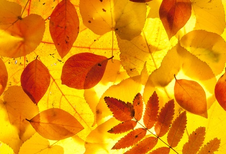 yellow and red leaves backgroundの写真素材