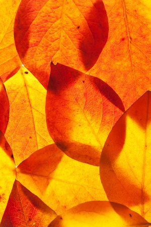 yellow and red leaves backgroundの写真素材