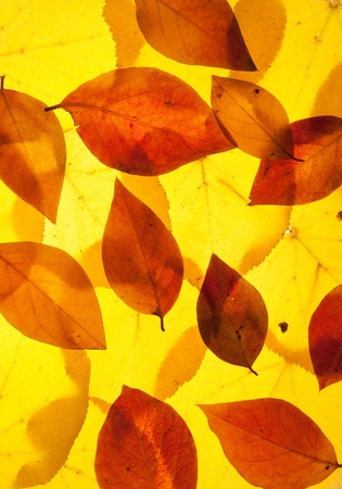 yellow and red leaves backgroundの写真素材