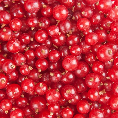 redcurrant backgroundの写真素材
