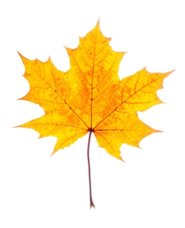 single maple leaf isolated on whiteの写真素材
