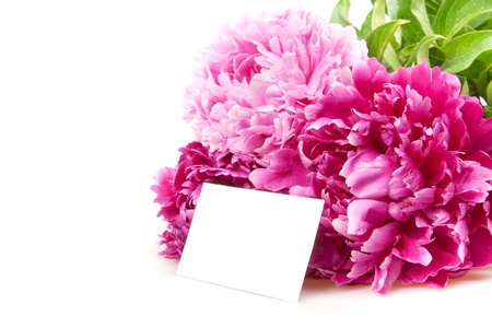 three peonies isolated on whiteの写真素材