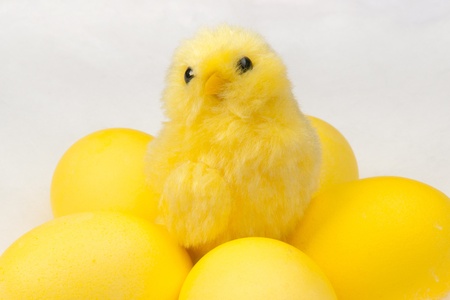 yellow chicken on whiteの写真素材