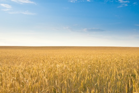 field of rye, blue sky の写真素材