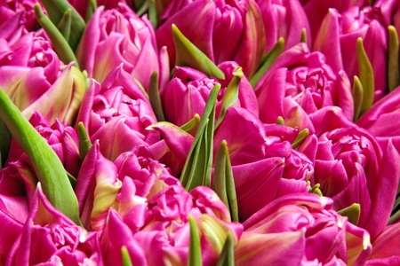 beautiful pink double tulips, background,の写真素材