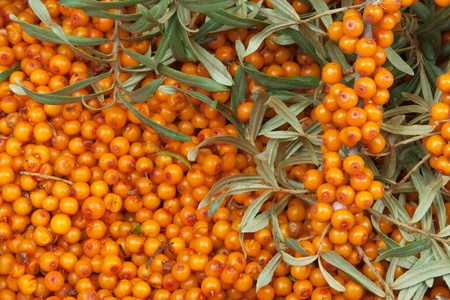 orange  sea-buckthorn with green twigの写真素材