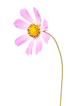 Cosmos, flower isolted on whiteの写真素材