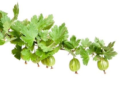 gooseberries isolated on whiteの写真素材