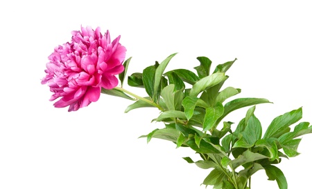 one peony isolated on whiteの写真素材